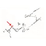Tuyau de frein avant m9x125 avant du flexible au repartiteur — réf. 001156
